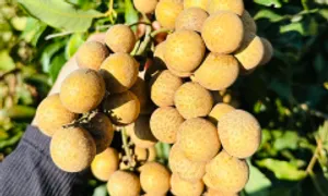 5 lợi ích khi ăn nhãn
