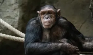 Vụ kiện 'đòi quyền con người cho tinh tinh' ở Mỹ